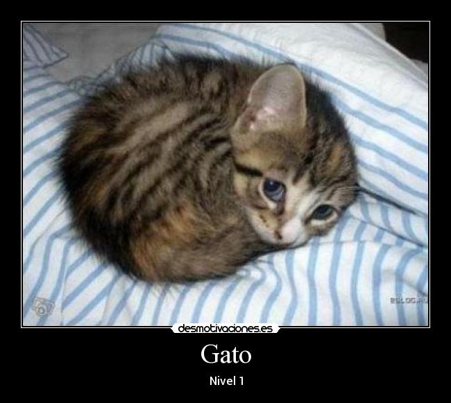Gato - 