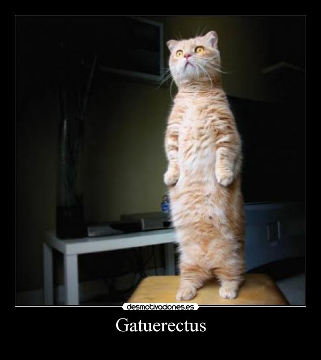Gatuerectus -