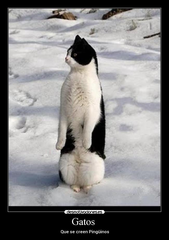 Gatos -