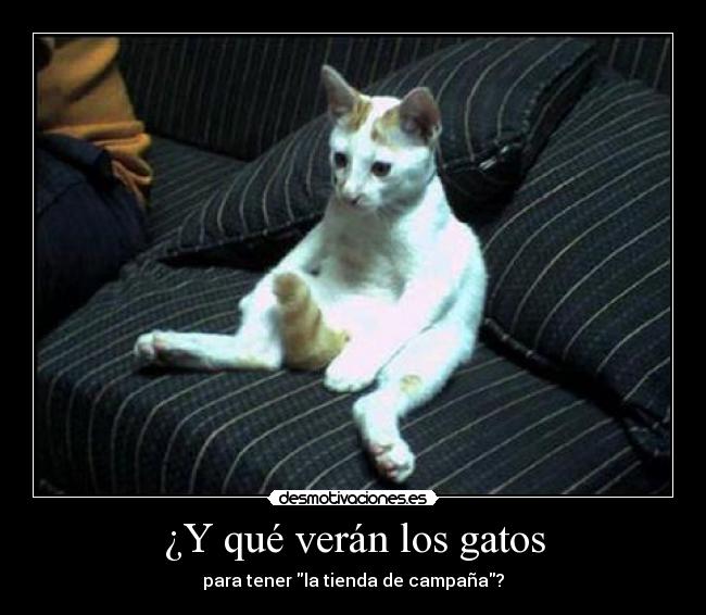 ¿Y qué verán los gatos -