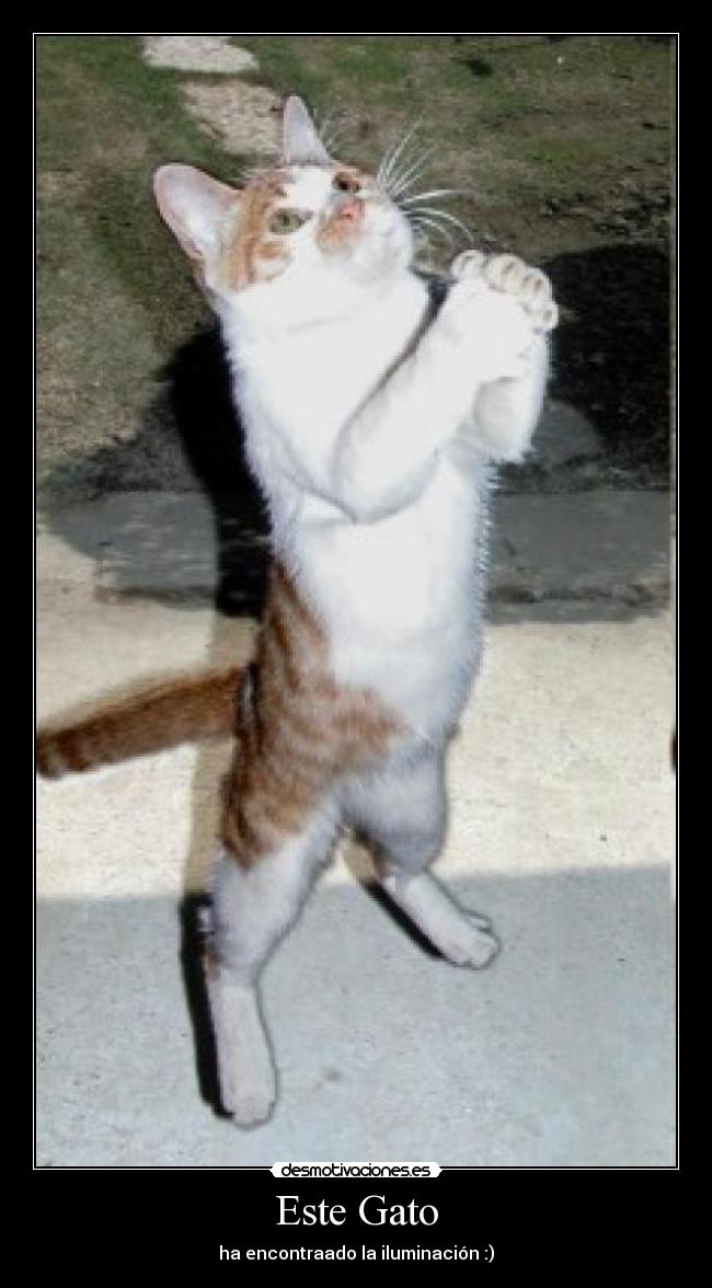Este Gato - 