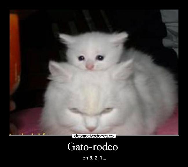 Gato-rodeo -