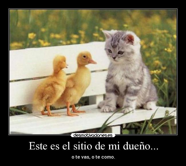Este es el sitio de mi dueño... -