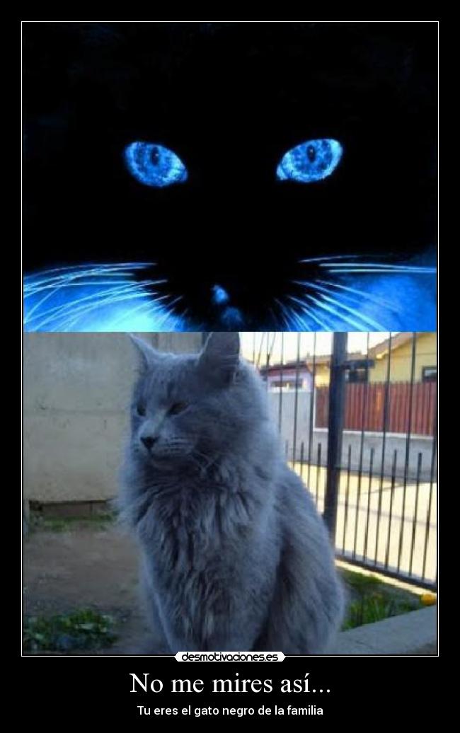 carteles gatonegrofamilia desmotivaciones