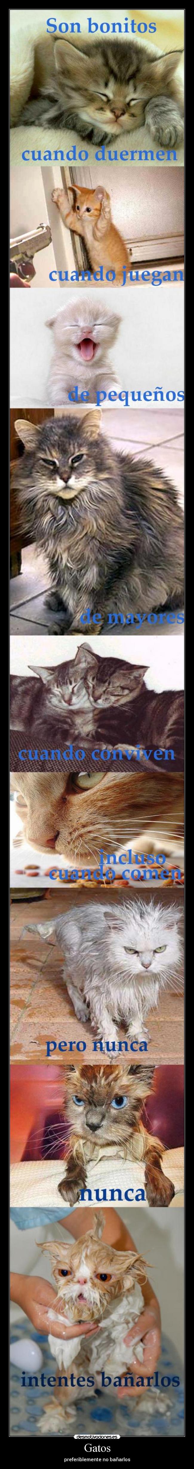 Gatos - 