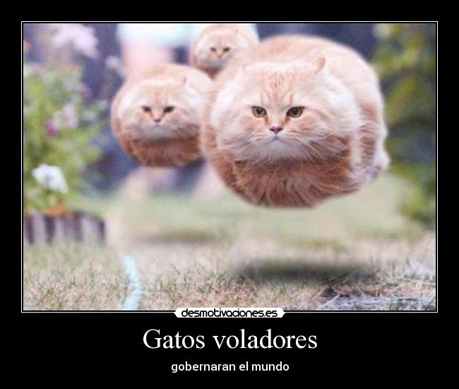 Gatos voladores -