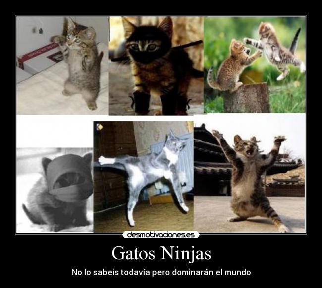 Gatos Ninjas - 