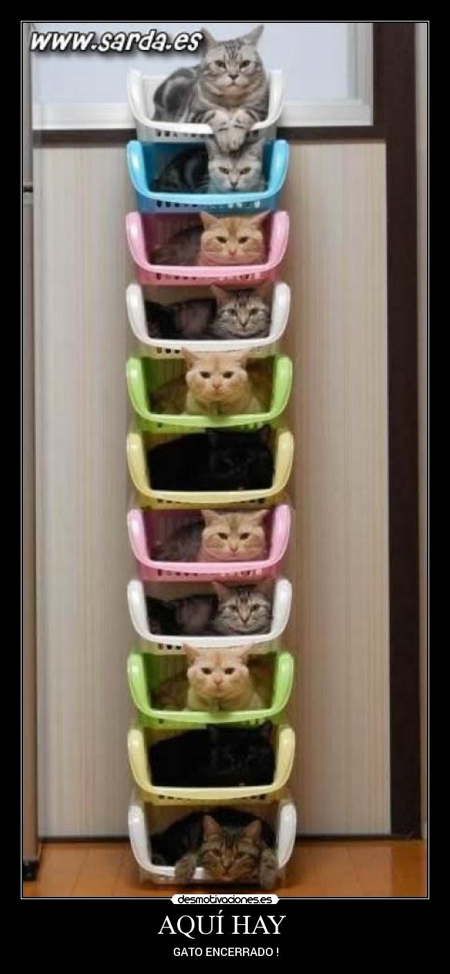 AQUÍ HAY - GATO ENCERRADO !