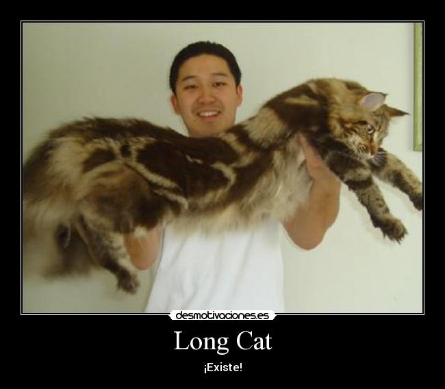 Long Cat -
