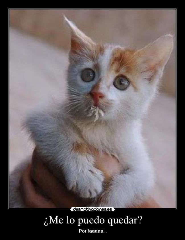 carteles gatos por faaaa desmotivaciones