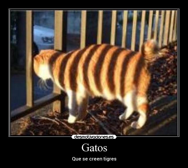 Gatos -