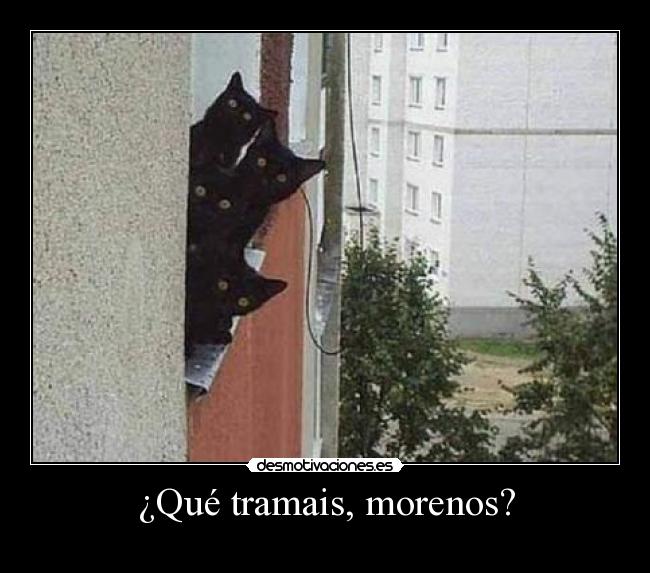 ¿Qué tramais, morenos? -