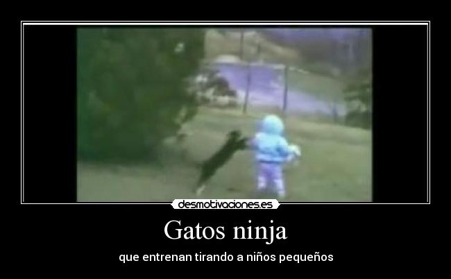 Gatos ninja -