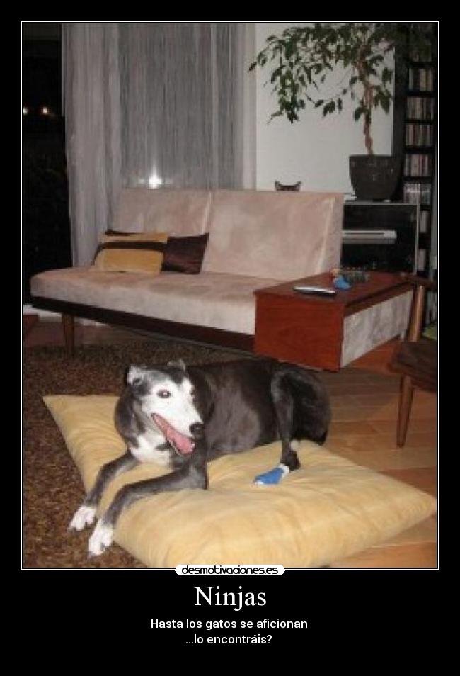 Ninjas - Hasta los gatos se aficionan
...lo encontráis?