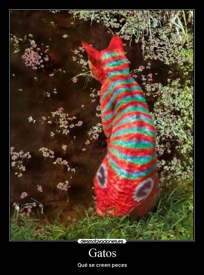 Gatos -