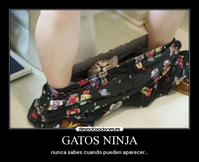carteles gatos gatos ninja desmotivaciones