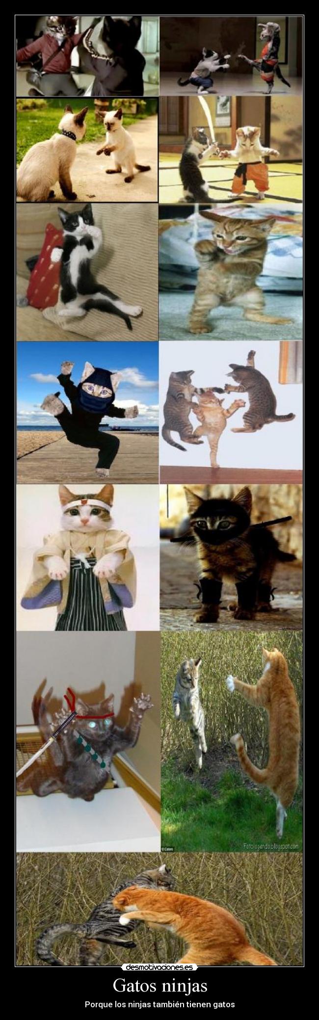 carteles gatos gatos ninjas peleas artes ocultar desmotivaciones