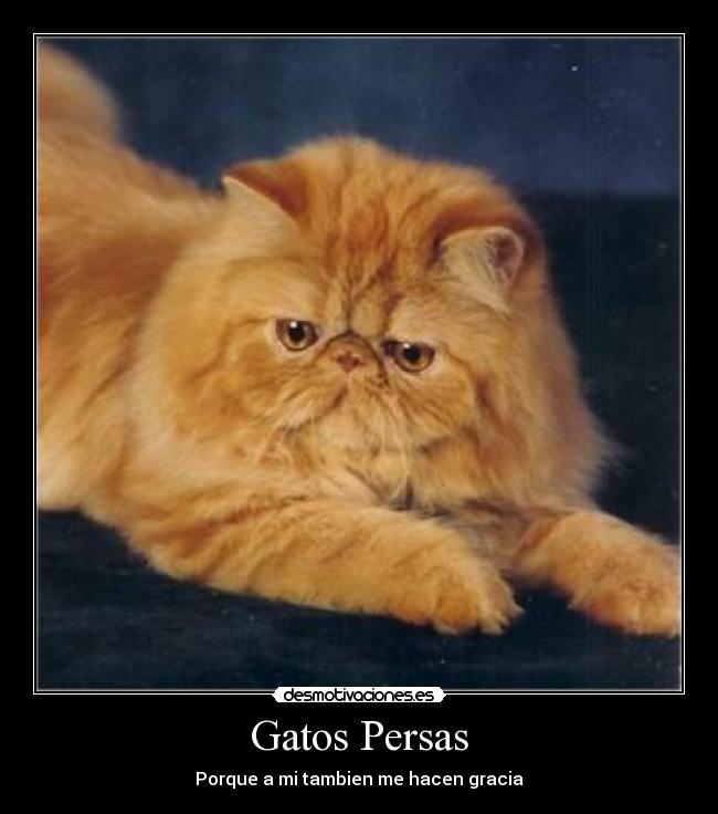 Gatos Persas - Porque a mi tambien me hacen gracia