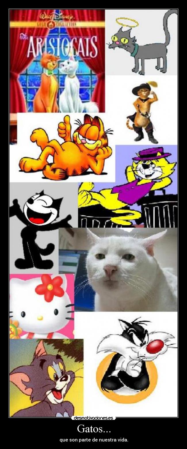 Gatos... -
