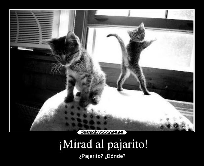 ¡Mirad al pajarito! - ¿Pajarito? ¿Dónde?