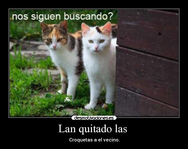 Lan quitado las - Croquetas a el vecino.