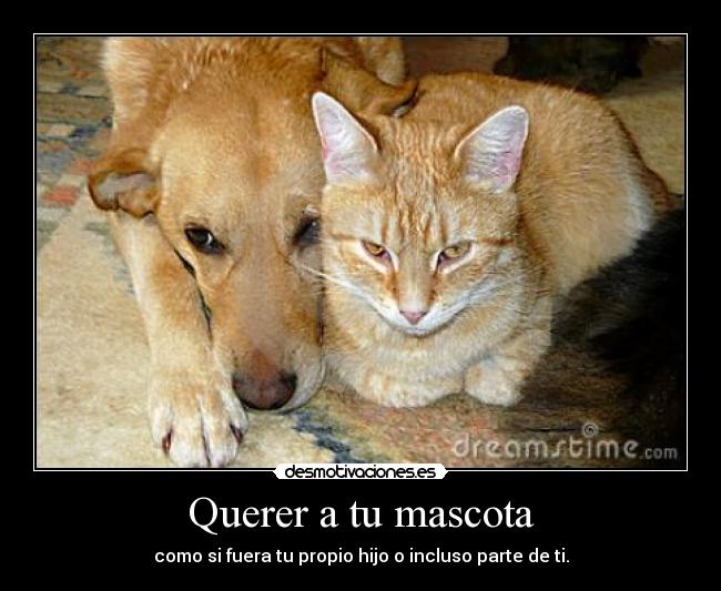 Querer a tu mascota - 