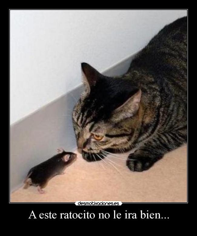 A este ratocito no le ira bien... - 