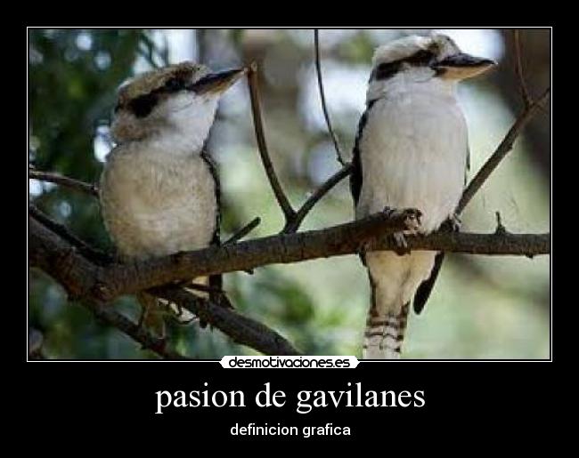 pasion de gavilanes - 