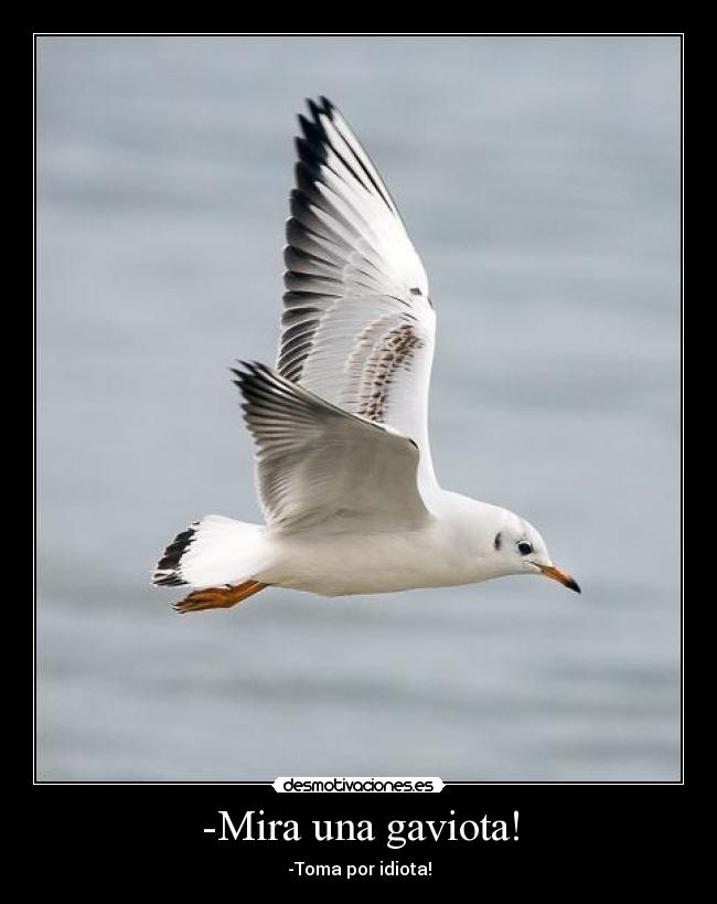 -Mira una gaviota! - 