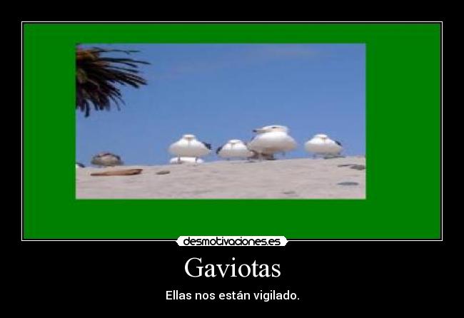 Gaviotas - Ellas nos están vigilado.
