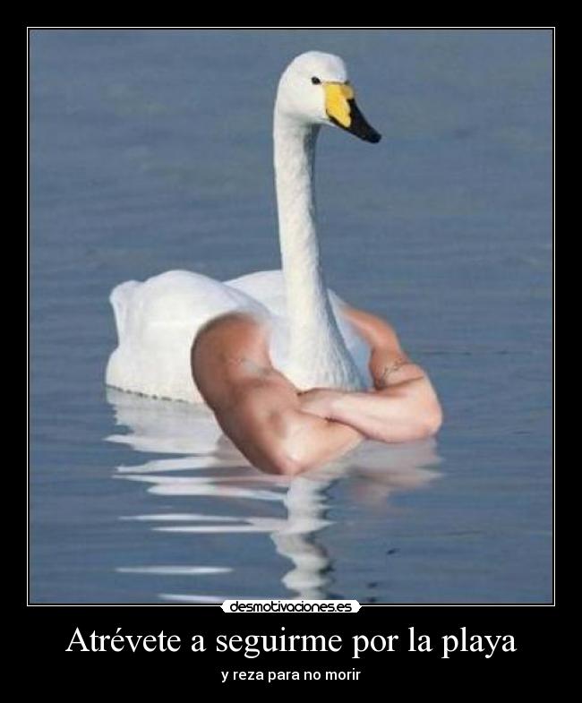 Atrévete a seguirme por la playa - y reza para no morir