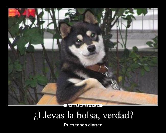 carteles perrograciosas desmotivaciones