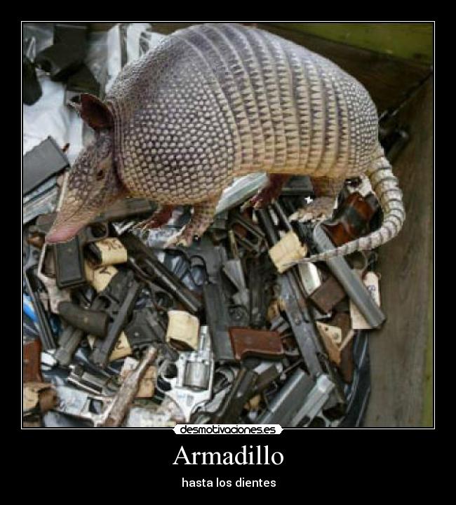 Armadillo - 