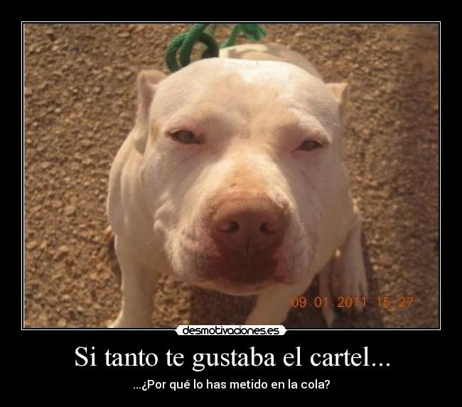 carteles cartel perro desmotivaciones