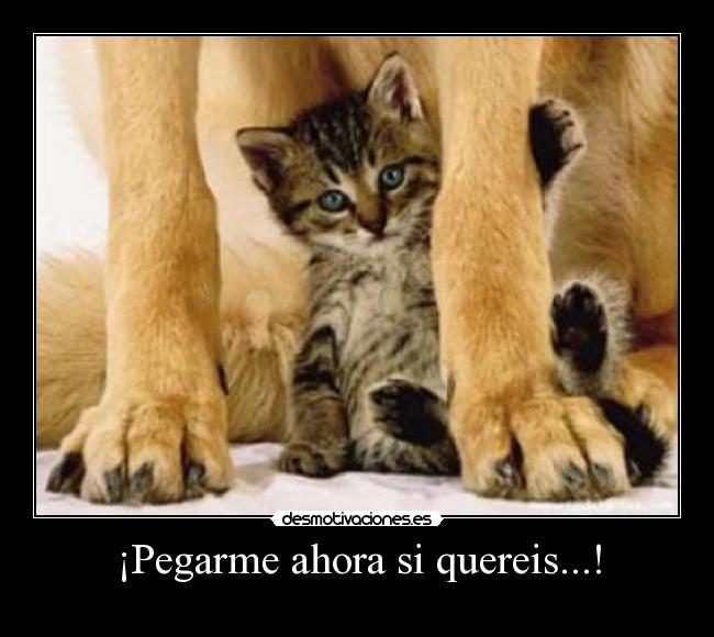 ¡Pegarme ahora si quereis...! - 