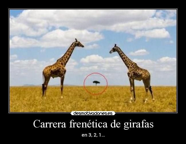 Carrera frenética de girafas - en 3, 2, 1...