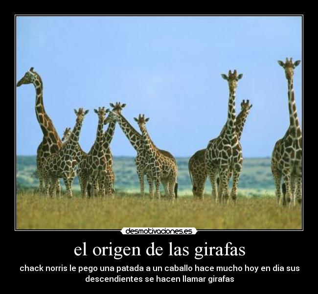 el origen de las girafas - 