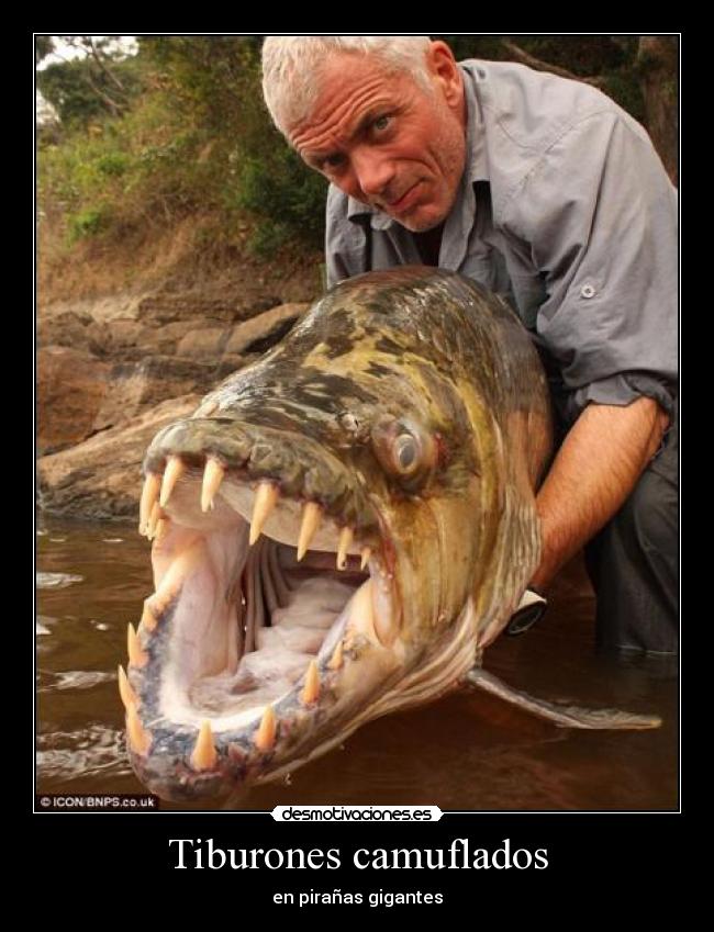 Tiburones camuflados -