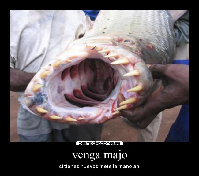 venga majo - si tienes huevos mete la mano ahi