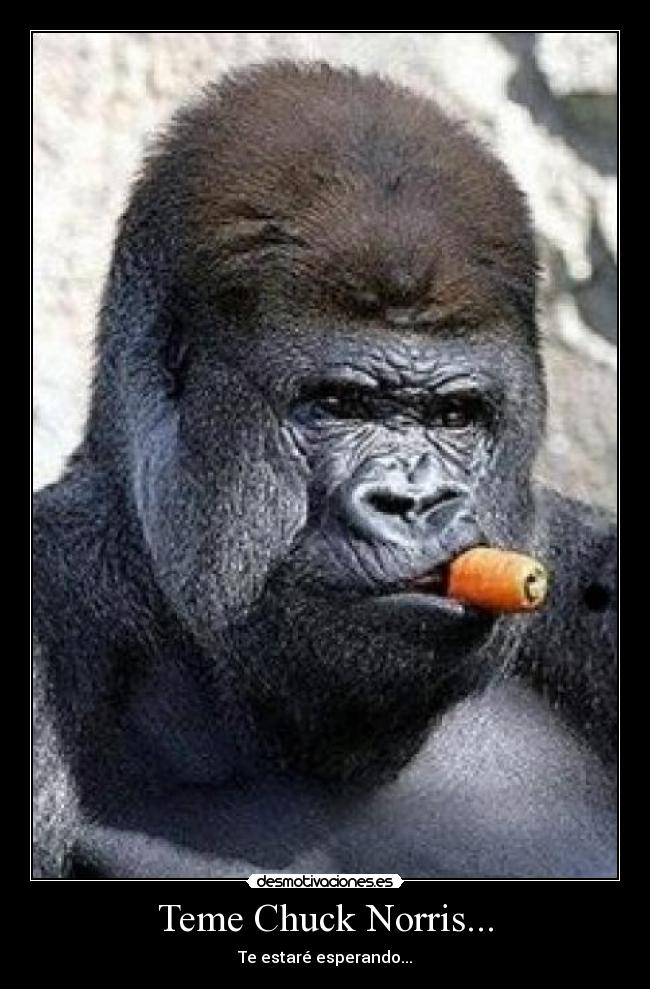 Teme Chuck Norris... - Te estaré esperando...