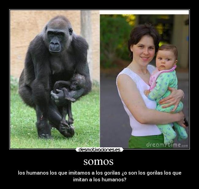 somos - los humanos los que imitamos a los gorilas ¿o son los gorilas los que
imitan a los humanos?
