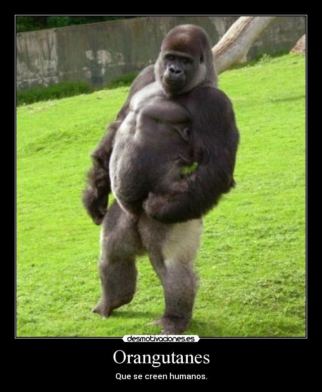 Orangutanes - Que se creen humanos.