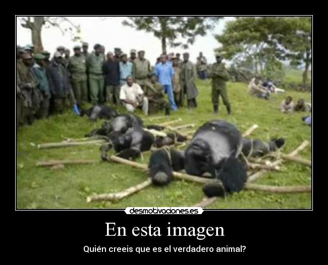 carteles perdon por primera interrogacion gorilas humanos palos atados desmotivaciones