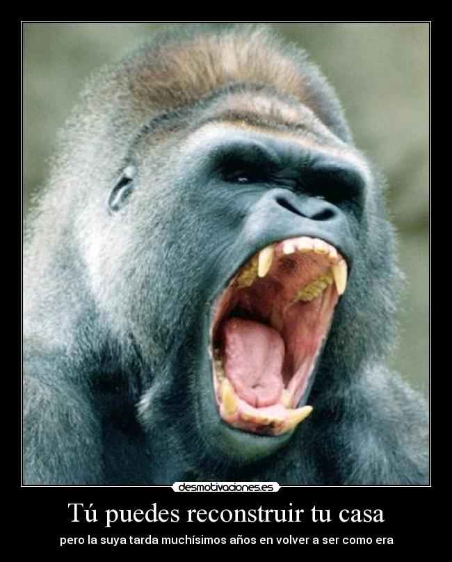 Tú puedes reconstruir tu casa - pero la suya tarda muchísimos años en volver a ser como era