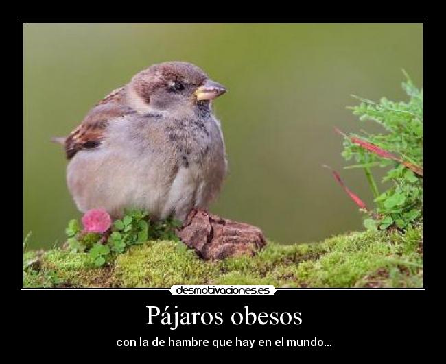 carteles pajaro desmotivaciones