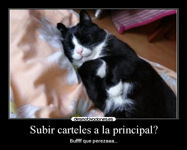 carteles gato desmotivaciones