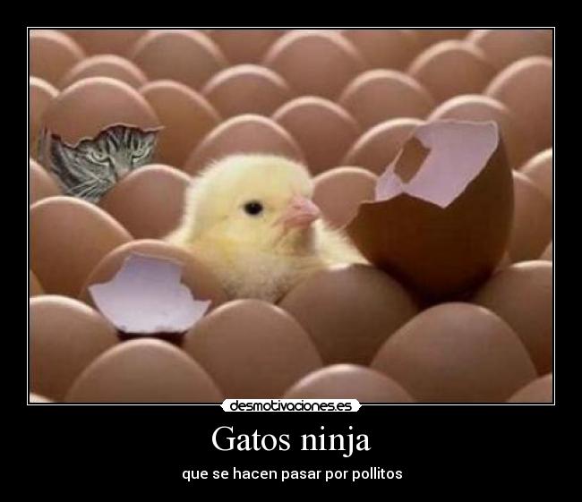 Gatos ninja -
