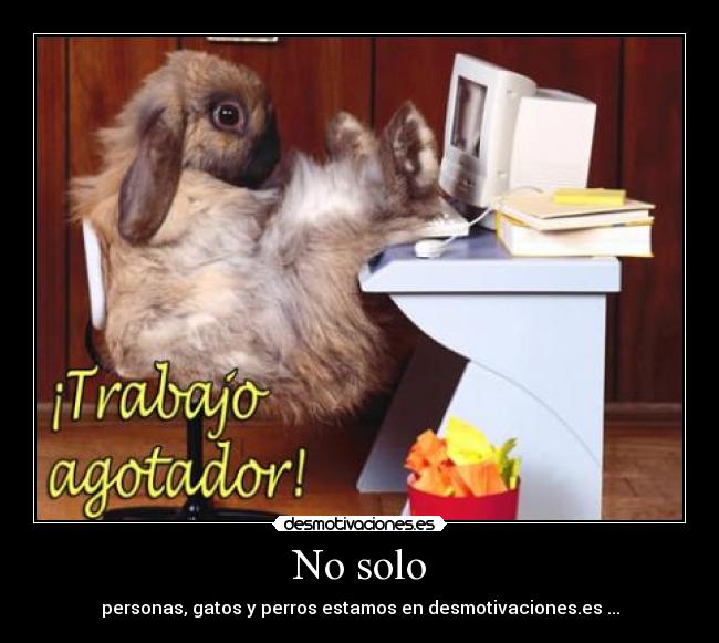 No solo - personas, gatos y perros estamos en desmotivaciones.es ...