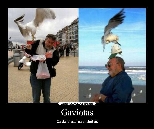 carteles gaviotas desmotivaciones
