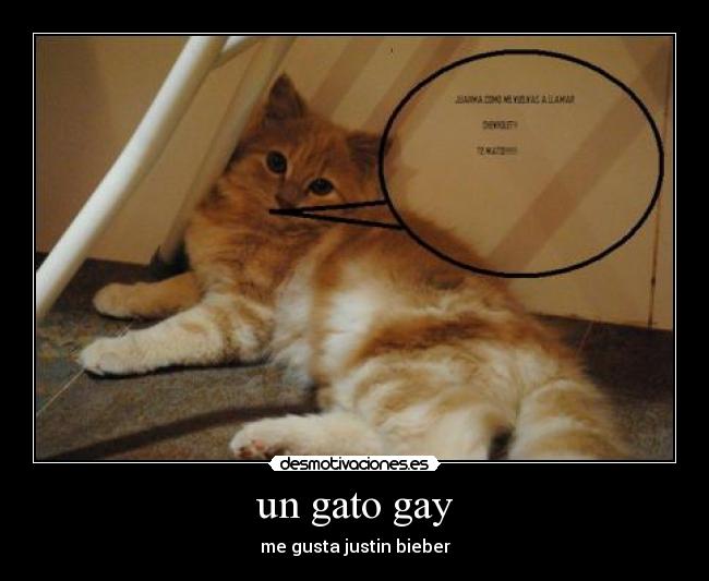 un gato gay - me gusta justin bieber